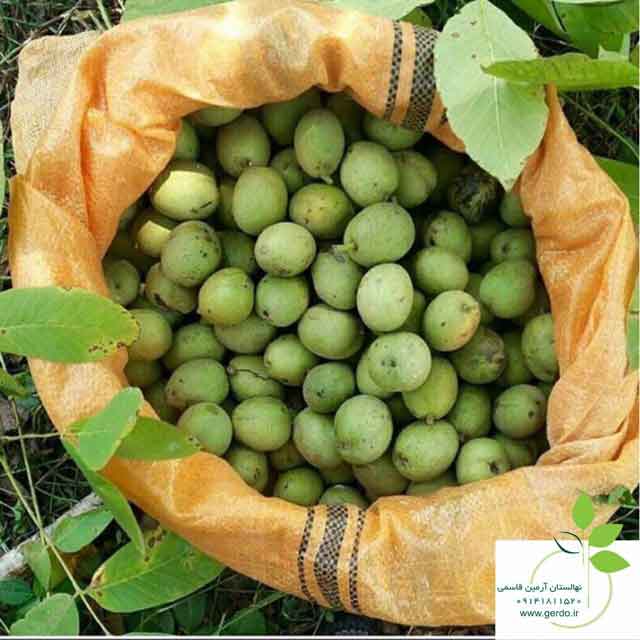 نهال گردو فرنور پیوندی 