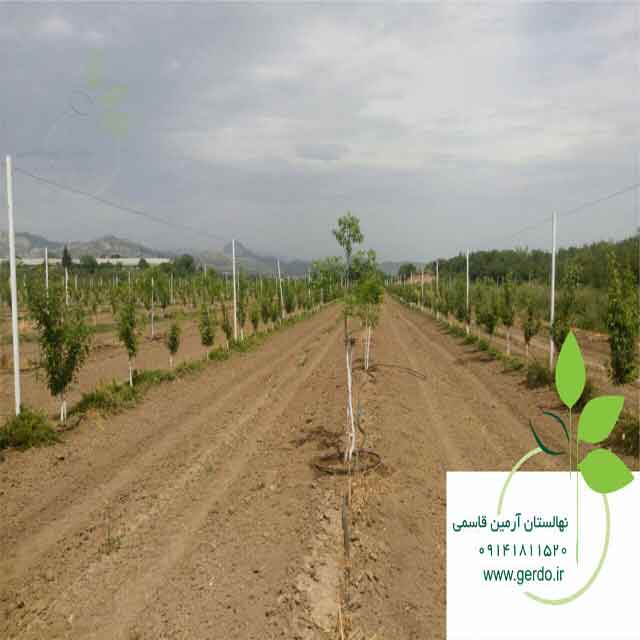 نهال گردو فرنور پیوندی 