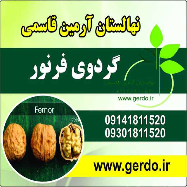 نهال گردو فرنور پیوندی 