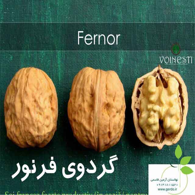 نهال گردو فرنور پیوندی 