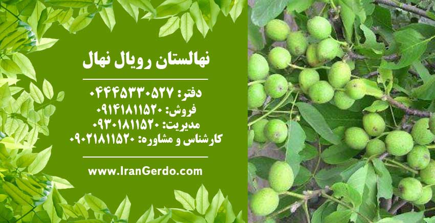 نهال گردو فرنور پیوندی 