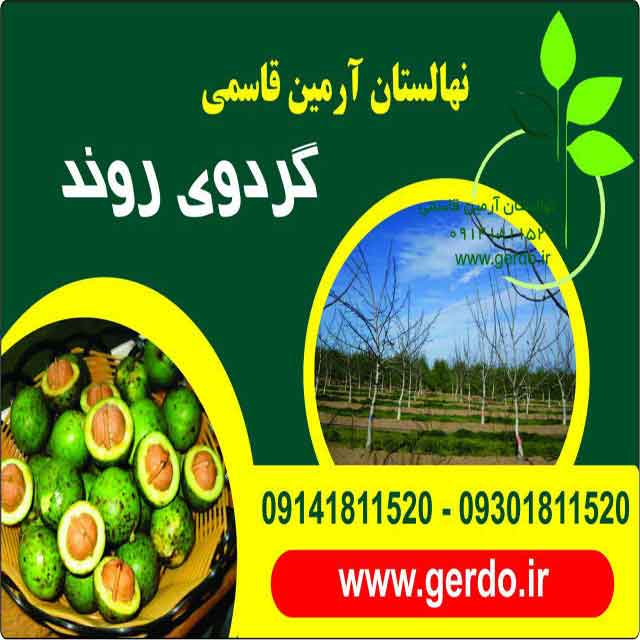 نهال گردو روند پیوندی 