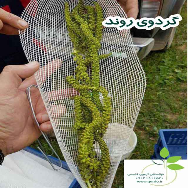 نهال گردو روند پیوندی 