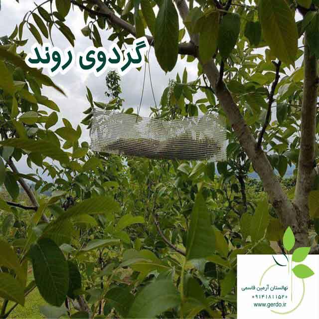نهال گردو روند پیوندی 