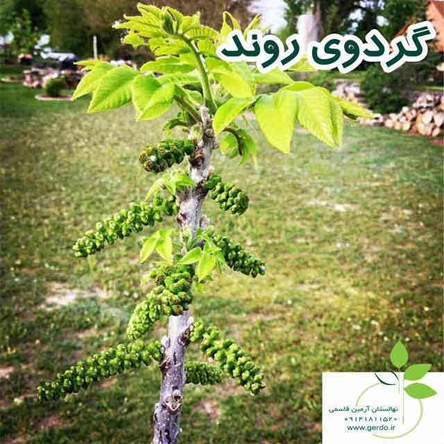 نهال گردو روند پیوندی 