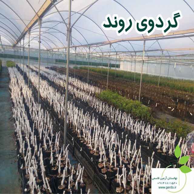 نهال گردو روند پیوندی 