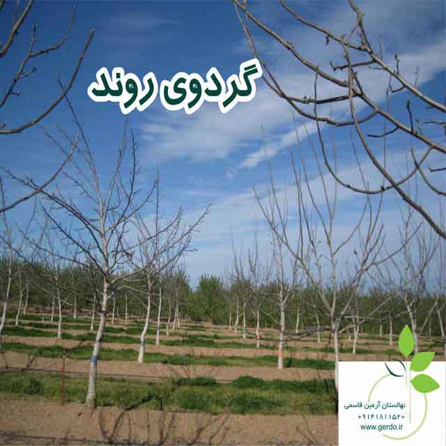 نهال گردو روند پیوندی 