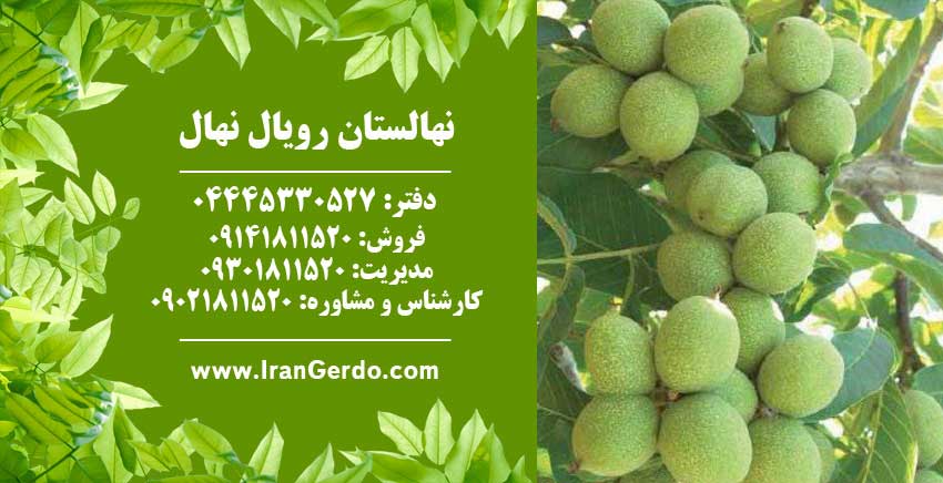 نهال گردو روند پیوندی 