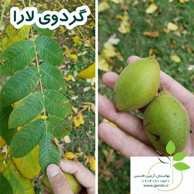 نهال گردو لارا پیوندی 
