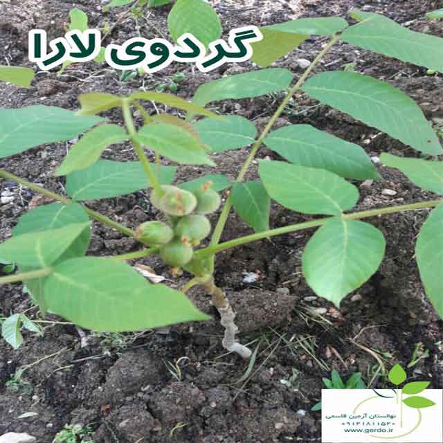 نهال گردو لارا پیوندی 