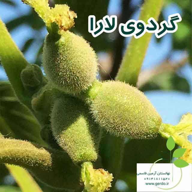 نهال گردو لارا پیوندی 