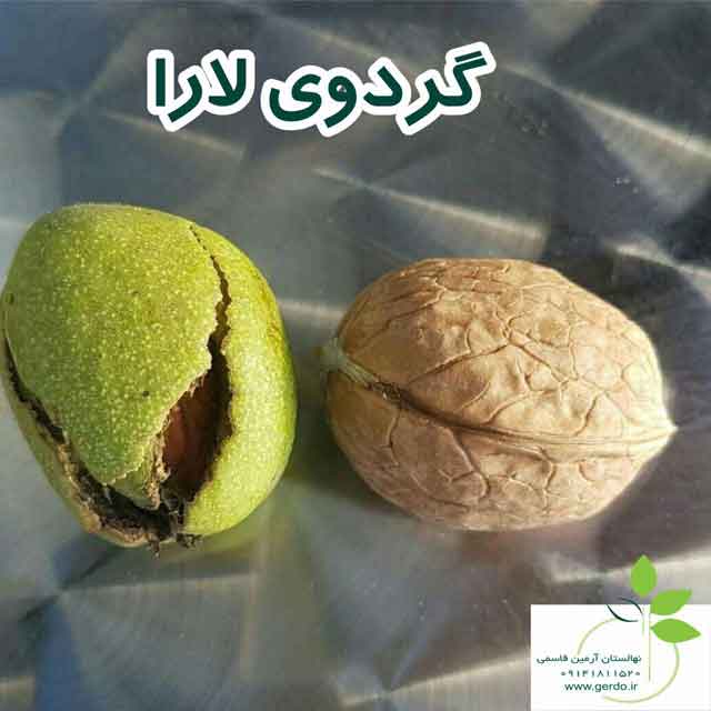 نهال گردو لارا پیوندی 