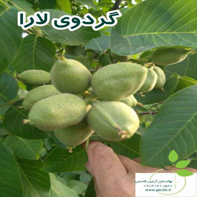 نهال گردو لارا پیوندی 
