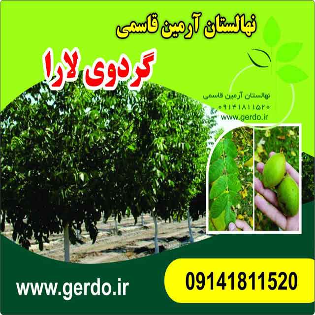 نهال گردو لارا پیوندی 