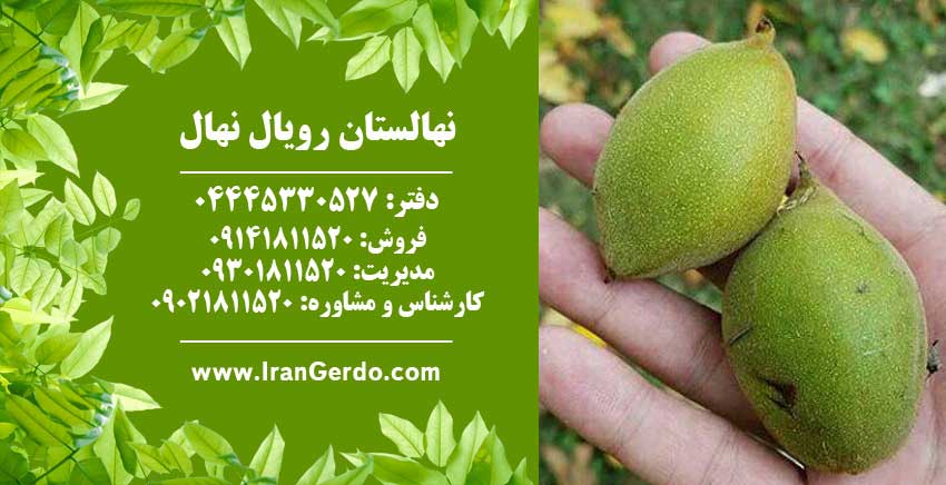 نهال گردو لارا پیوندی 