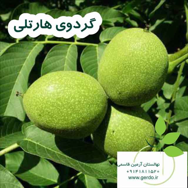 نهال گردو هارتلی پیوندی 