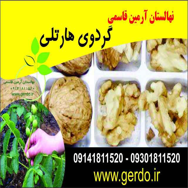 نهال گردو هارتلی پیوندی 