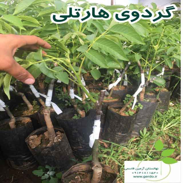 نهال گردو هارتلی پیوندی 