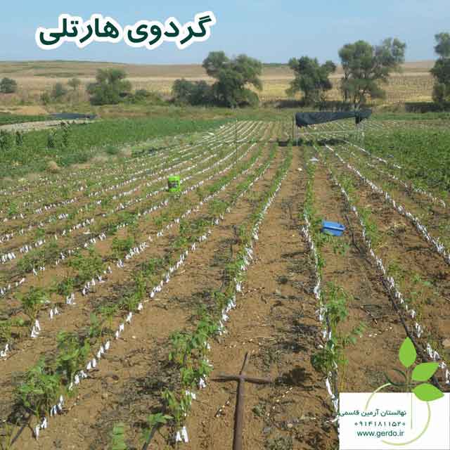 نهال گردو هارتلی پیوندی 