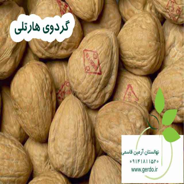 نهال گردو هارتلی پیوندی 
