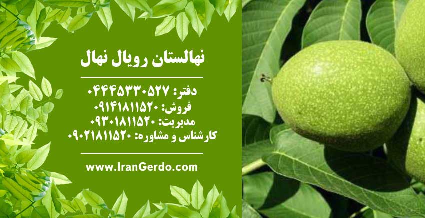 نهال گردو هارتلی پیوندی 
