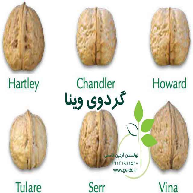 نهال گردو وینا پیوندی 