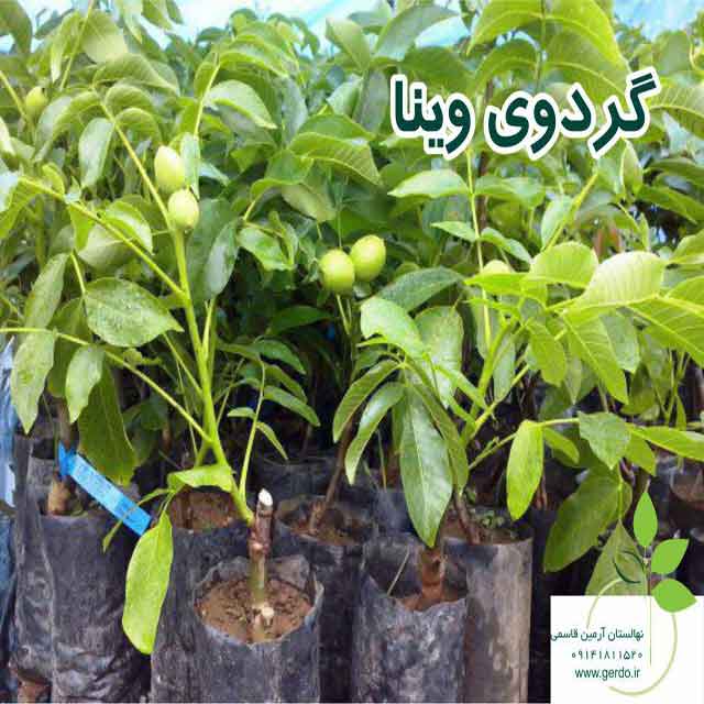 نهال گردو وینا پیوندی 