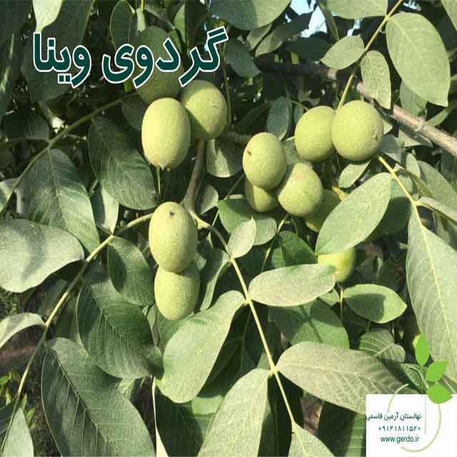 نهال گردو وینا پیوندی 