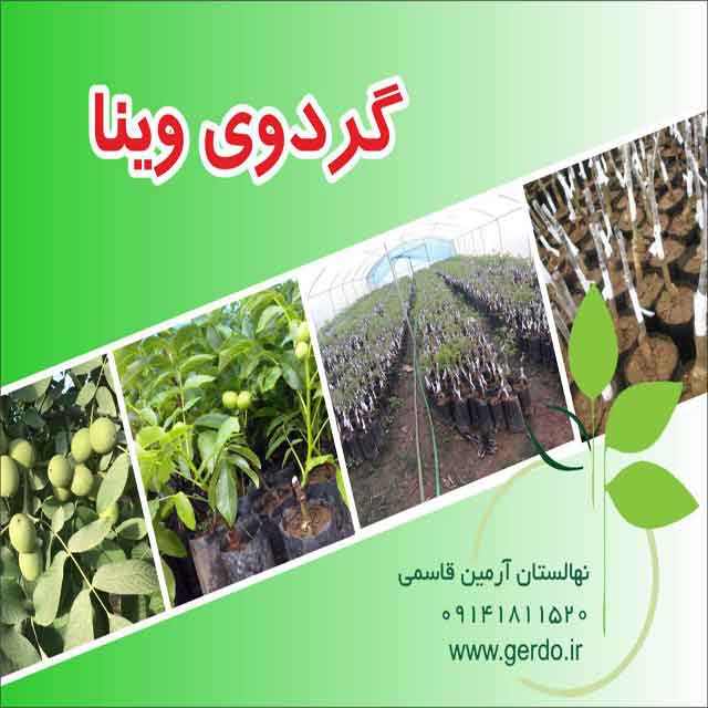 نهال گردو وینا پیوندی 