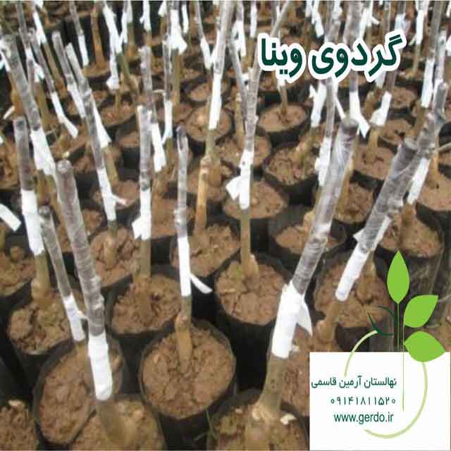 نهال گردو وینا پیوندی 