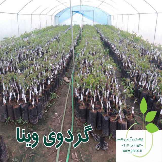 نهال گردو وینا پیوندی 