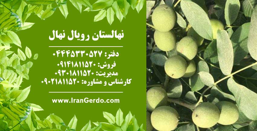 نهال گردو وینا پیوندی 