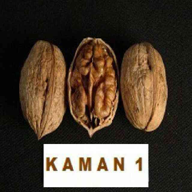نهال گردو کاما پیوندی 