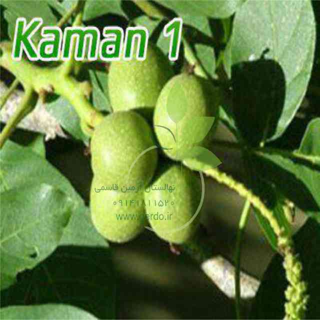 نهال گردو کاما پیوندی 