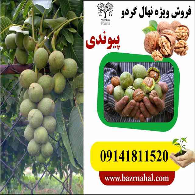 نهال گردو کاما پیوندی 