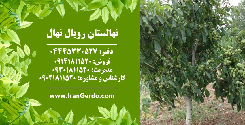 نهال گردو کاما پیوندی 