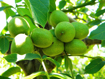 نهال گردو یالووا